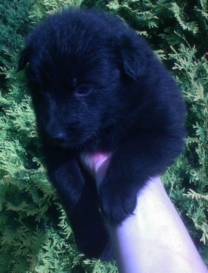 Close Up - A black Giant German Spitz puppy is being held in the air by a persons hand